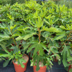 Figovník (ficus carica) ´LITTLE MISS FIGGY´® - výška 40-50 cm, kont. C2L/C3L